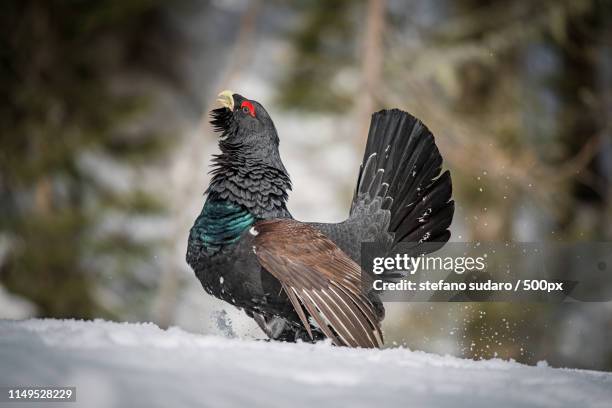 gallo cedrone - tetrao urogallus stock pictures, royalty-free photos & images