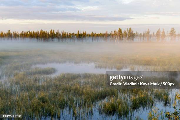 landscape of fog at sunrise on the swamp in siberia - yamal stock-fotos und bilder