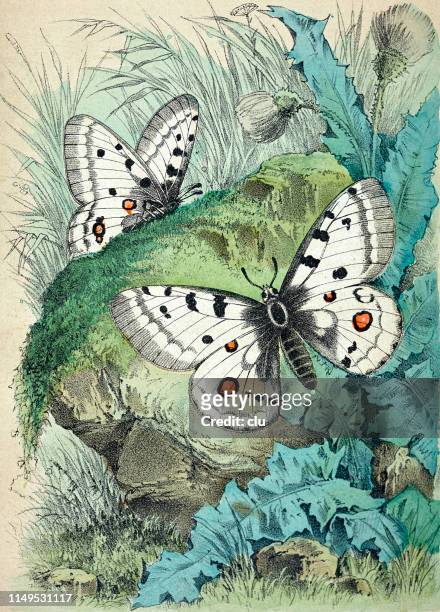 apollo butterfly - swallowtail butterfly stock-grafiken, -clipart, -cartoons und -symbole