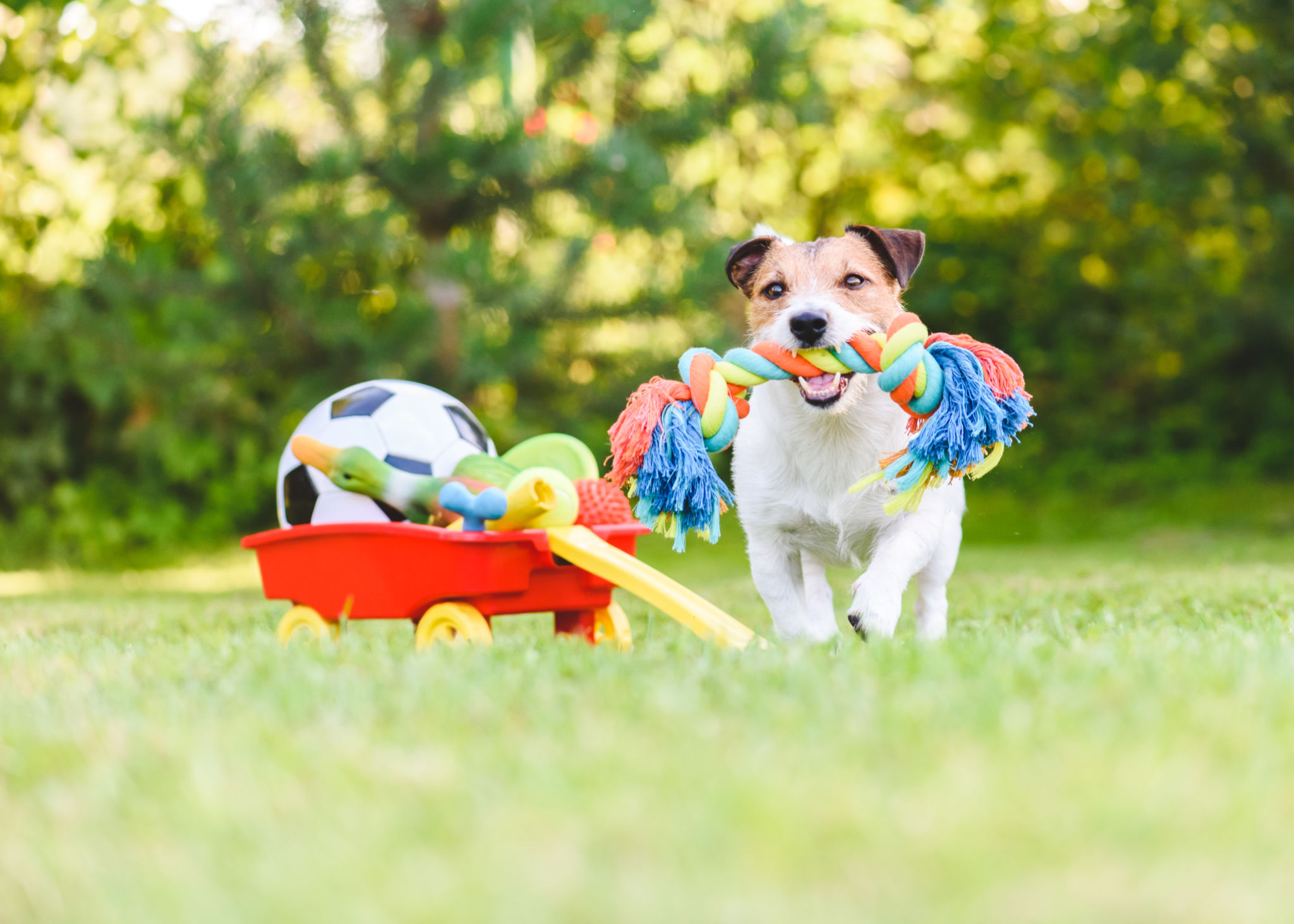 summer pet care