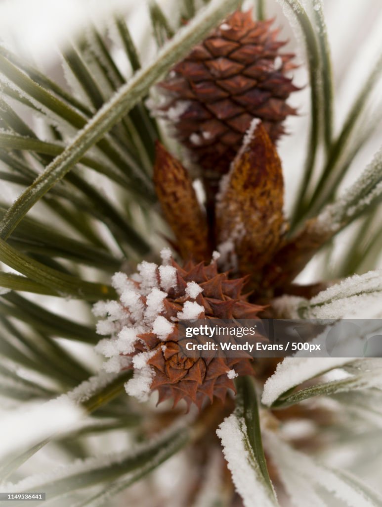 Baby Pine Cones