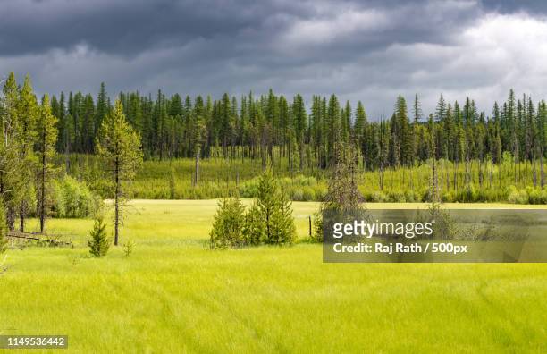 meadow - columbia falls stock pictures, royalty-free photos & images