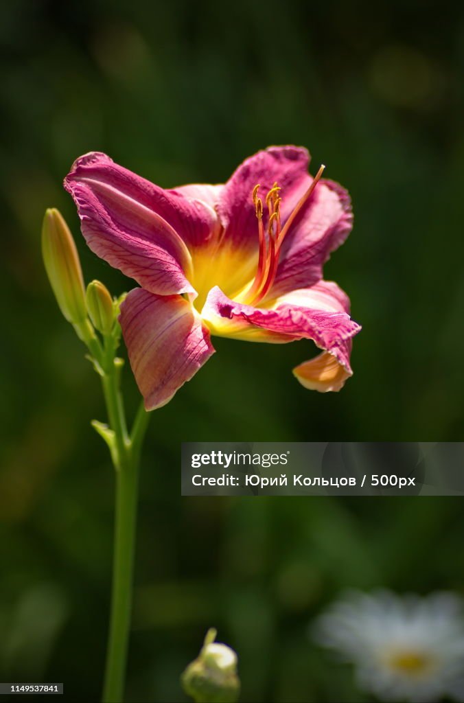 Floral Photo