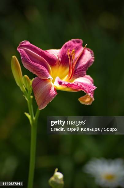 Floral Photo High-Res Stock Photo