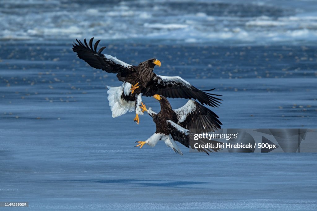 Steller's Sea Eagle