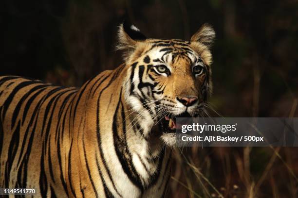 royal bengal tiger - baskey stock pictures, royalty-free photos & images