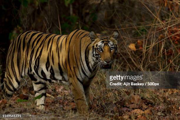 royal bengal tiger - baskey stock pictures, royalty-free photos & images