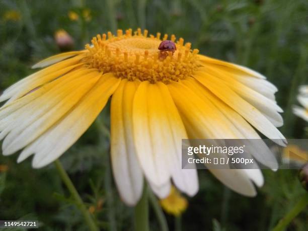 insect on yellow flower in close-up - 海 stock pictures, royalty-free photos & images