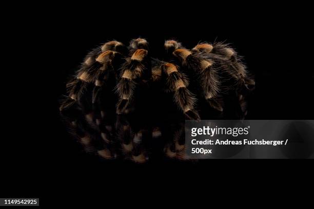 brachypelma smithi spider against black background - mexican redknee tarantula stock pictures, royalty-free photos & images
