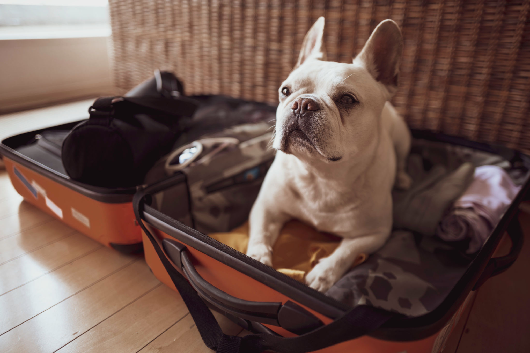 dog packing