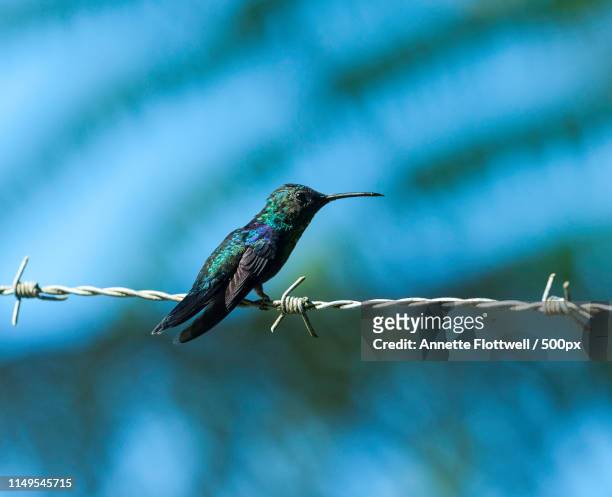 close up of violet crowned woodnymph (thalurania colombica) perching on barbed wire - thalurania colombica imagens e fotografias de stock