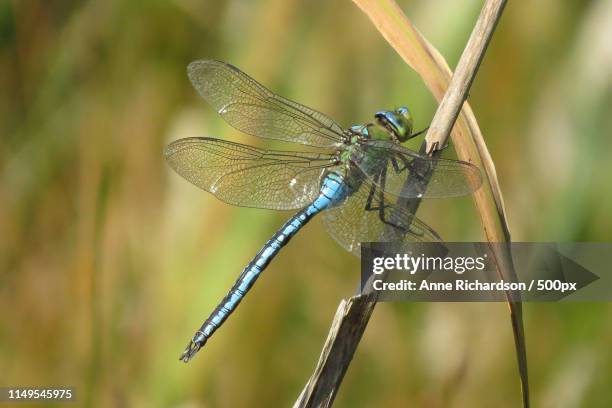 extreme close-up of emperor dragonfly - anax imperator stock-fotos und bilder