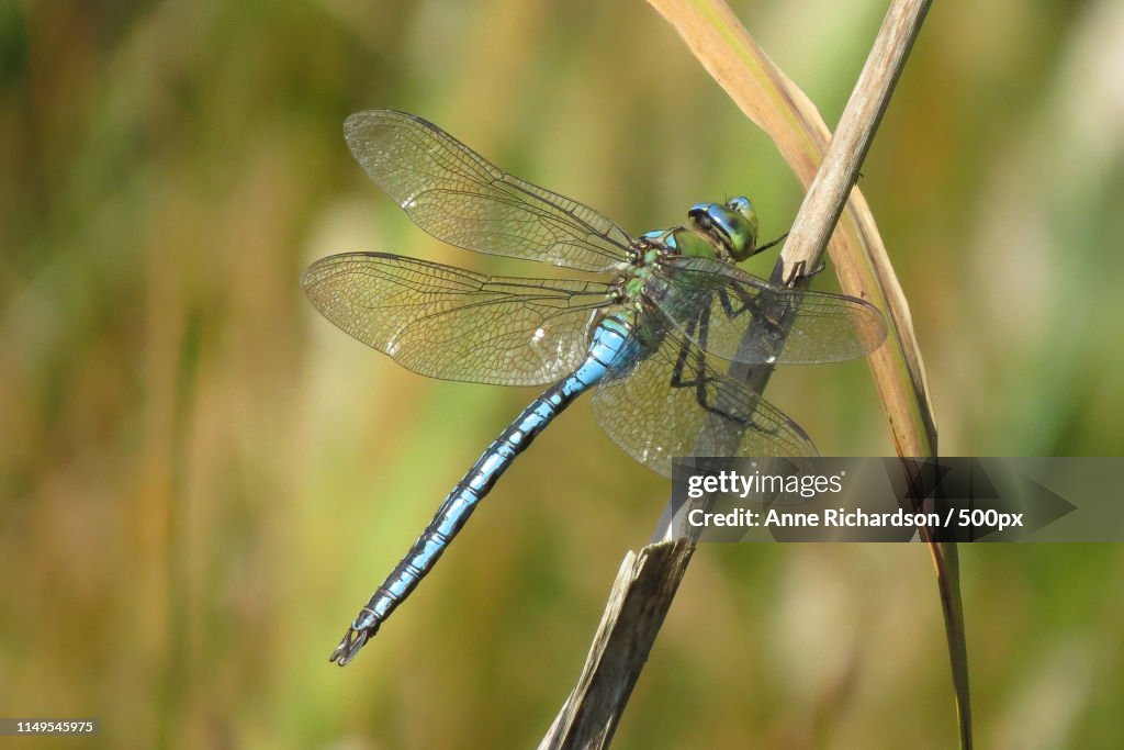 Extreme close-up of emperor dragonfly