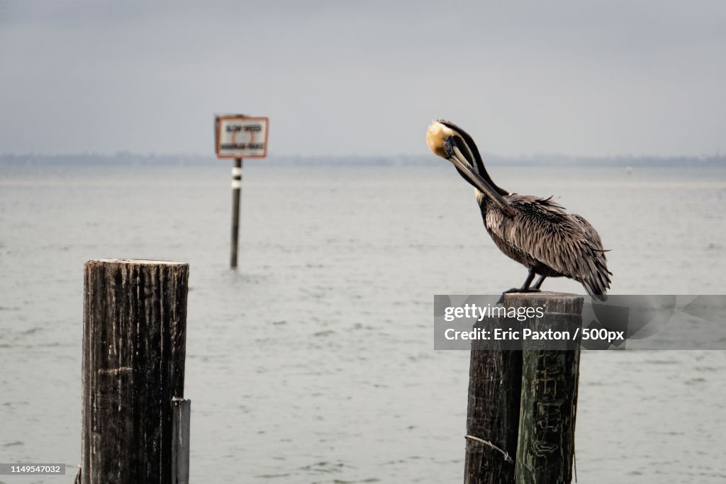 Close-up of pelican