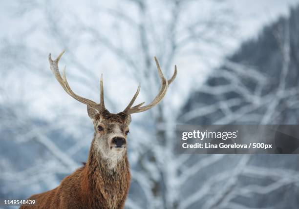 close up portrait of reindeer - a reindeer fotografías e imágenes de stock