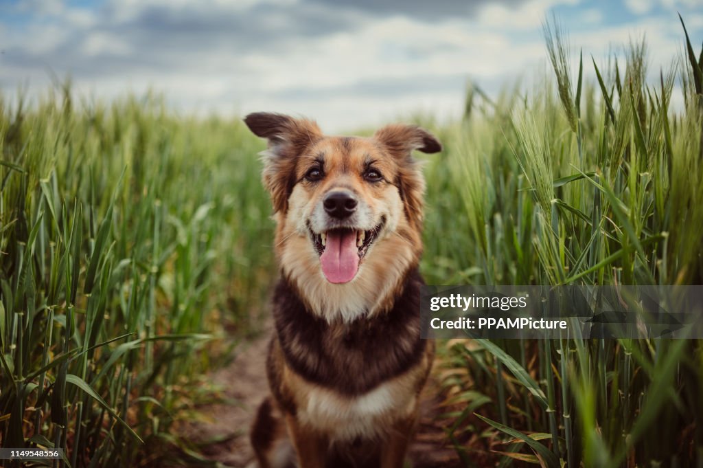 Porträt des Hundes im Kornfeld