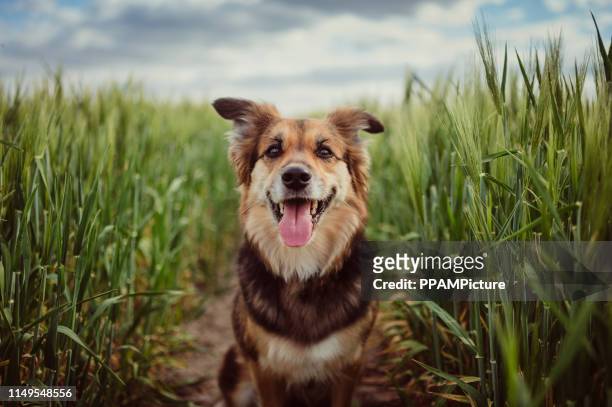 retrato de perro en el campo de maíz - perro fotografías e imágenes de stock