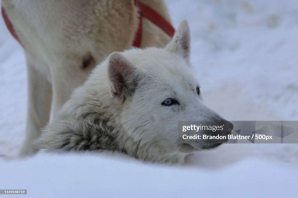 Portrait of dog in snow