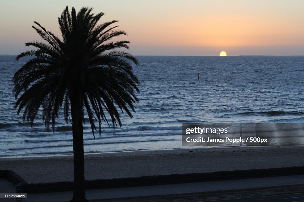 Palm tree on sea shore with sunrise in horizon