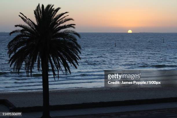 palm tree on sea shore with sunrise in horizon - james popple stock pictures, royalty-free photos & images