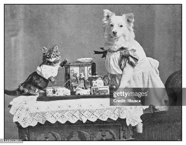 antikschönes foto: bekleidetes hunde-und katzenporträt - cat food stock-grafiken, -clipart, -cartoons und -symbole