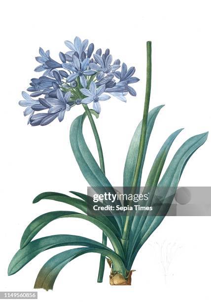 Agapanthus umbellatus, Agapanthus africanus; Lily-of-the Nile; Agapanthe en ombelle, Redoute, Pierre Joseph, 1759-1840, les liliacees, 1802 - 1816