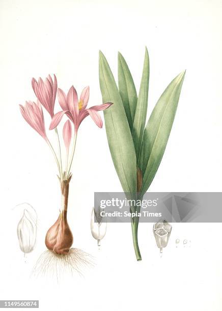 Colchique 12 Colchique Stock Photos, High-Res Pictures, and Images - Getty Images