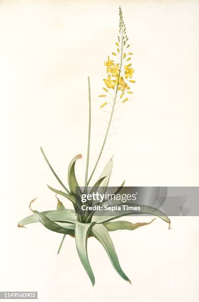 Anthericum alooides, Bulbine alooides; Antheric a feuilles td'aloes, Redoute, Pierre Joseph, 1759-1840, les liliacees, 1802 - 1816