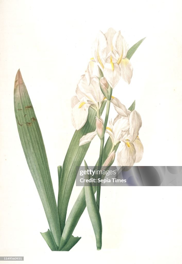 Iris germanica var. floretina