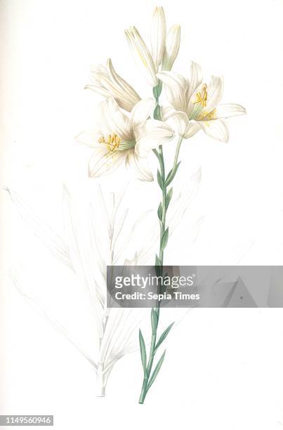 Lilium candidum, Lis blanc; Maddona lily, Redoute, Pierre Joseph, 1759-1840, les liliacees, 1802 - 1816