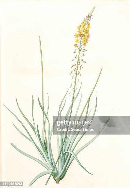 Anthericum longiscapum, Bulbine longiscapa; Antheric a longues hampes, Redoute, Pierre Joseph, 1759-1840, les liliacees, 1802 - 1816