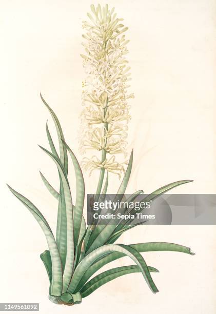 Sansevieria zeylanica, Sanseviera de Ceylan; Devil's Tongue, Ceylon Bowstring hemp, Redoute, Pierre Joseph, 1759-1840, les liliacees, 1802 - 1816