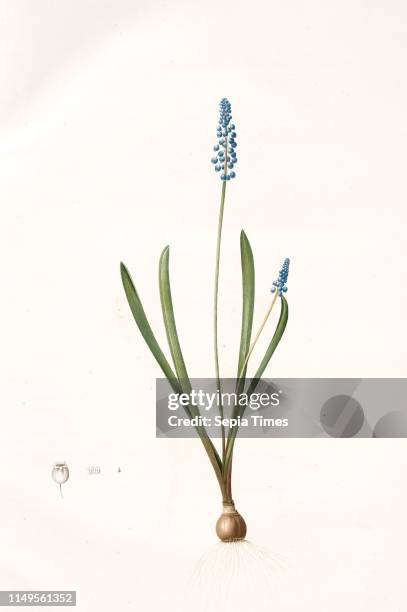 Muscari botryoides, Muscari botride; Common Grape Hyacinth, Redoute, Pierre Joseph, 1759-1840, les liliacees, 1802 - 1816