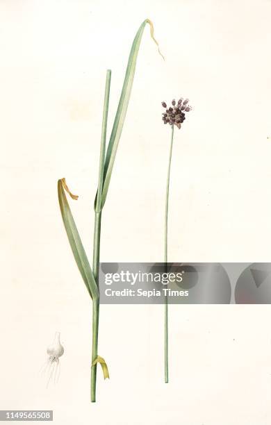 Allium arenarium, Ail des sables, Redoute, Pierre Joseph, 1759-1840, les liliacees, 1802 - 1816