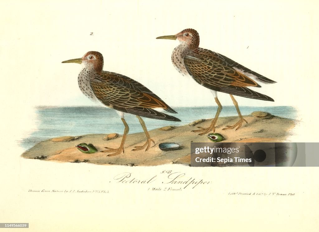 Pectoral Sandpiper. 1. Male. 2. Female.