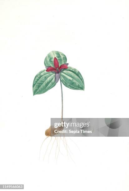 Birthroot Sessile (Botany) Photos and Premium High Res Pictures - Getty Images
