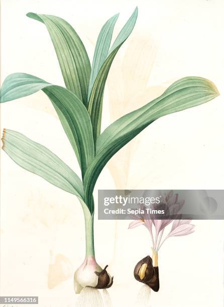 Colchicum autumnale var.latifolium, Colchique d'automne var. A larges feuilles, Meadow saffron, Redoute, Pierre Joseph, 1759-1840, les liliacees,...