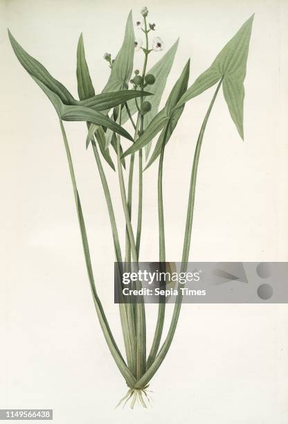 Sagittaria sagittifolia, Sagittair en fleche, Arrowhead Wapatoo; Hawai Arrowhead, Redoute, Pierre Joseph, 1759-1840, les liliacees, 1802 - 1816