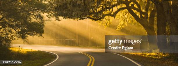 panorama sunlight rays shine through oak trees on a road in savannah georgia usa - savannah georgia stock pictures, royalty-free photos & images