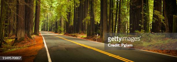 road through the huge panoramic redwood trees - state park stock pictures, royalty-free photos & images