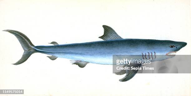 Porbeagle Shark, Squalus Cornubicus British fishes, Donovan, E. , 1768-1837,