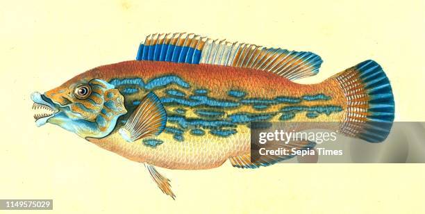 Labrus Rupestris Labrus Photos and Premium High Res Pictures - Getty Images