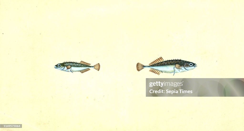 Ten-spined Stickleback