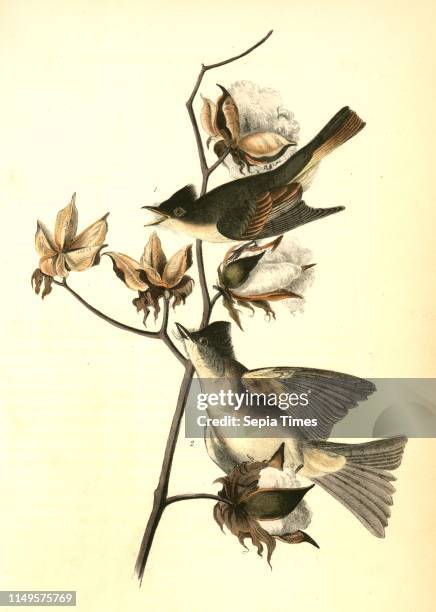 Pewee Flycatcher. 1. Male; 2. Female. ., Audubon, John James, 1785-1851