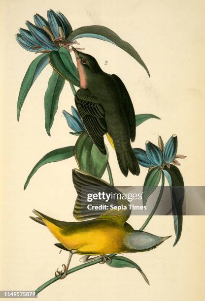 Connecticut Warbler. 1. Male. 2. Female. , Audubon, John James, 1785-1851