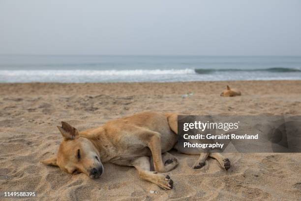 sleeping dogs on the beach, india - kerala surf stock pictures, royalty-free photos & images