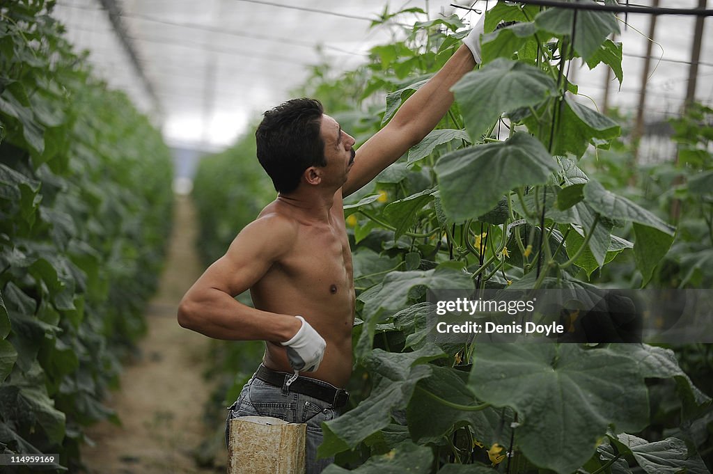 Spanish Cucumbers Suspected In EHEC Outbreak