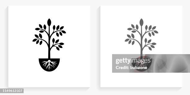 plants black and white square icon - root stock illustrations