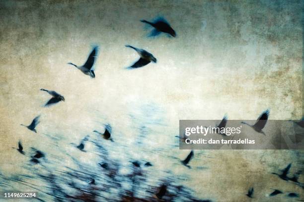 painterly and textured takeoff. - realismo conceptual imagens e fotografias de stock