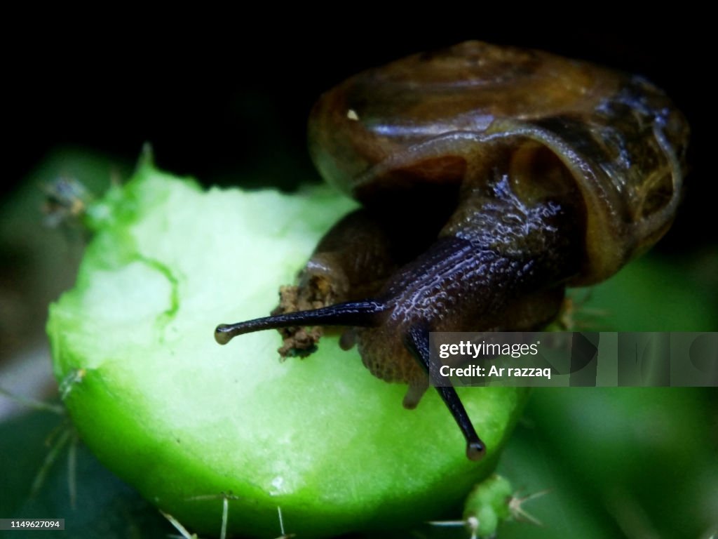 Animal snail (Gastropoda) above the flower of the cactus (Cactaceae)